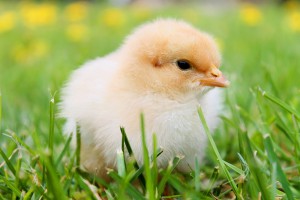 Fuzz is something to avoid in a professional resume